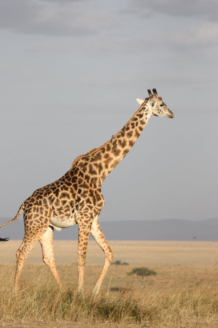 A giraffe walking gracefully across the African savanna under clear blue skies.