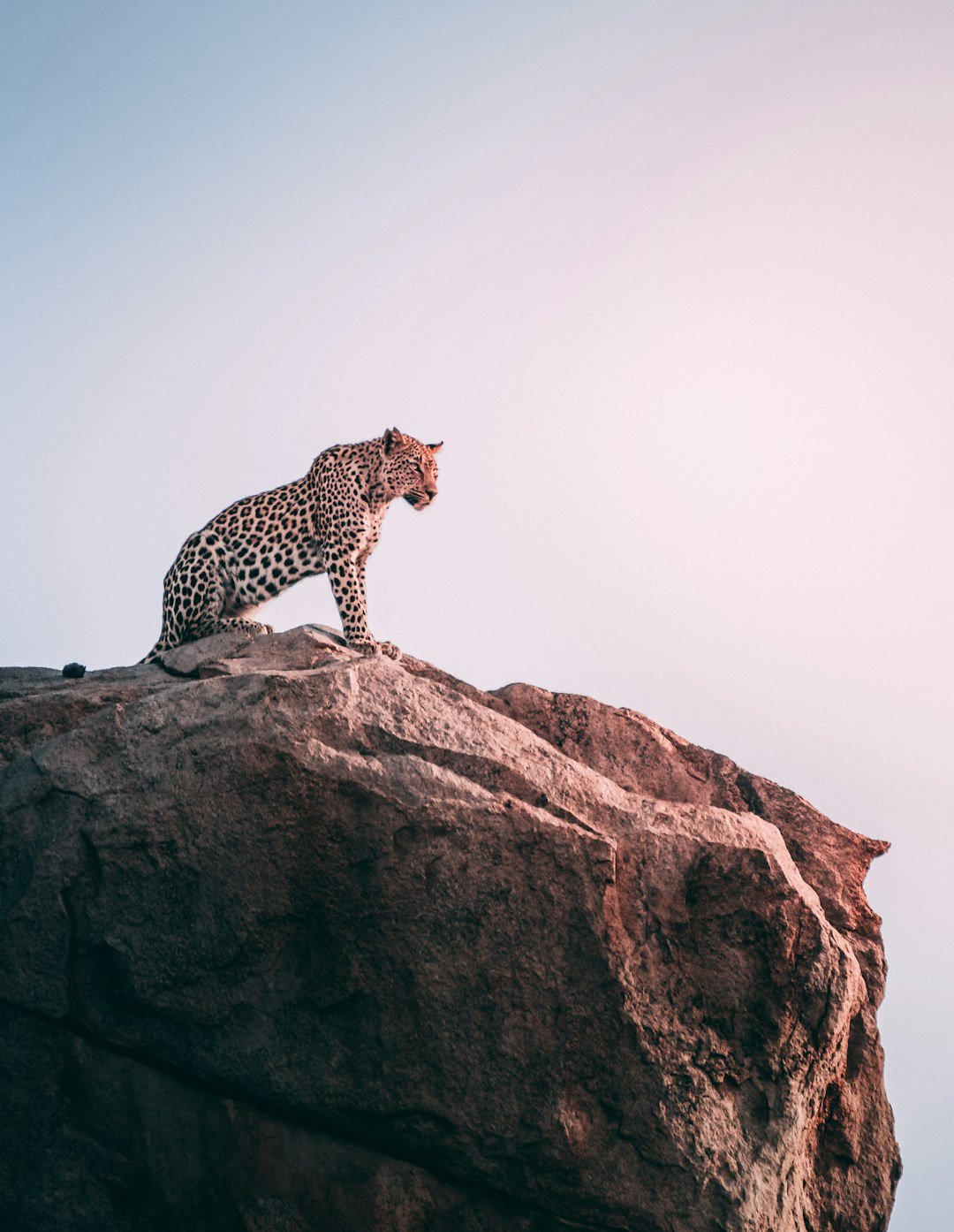 I spotted Tsira on a trip to the Kruger National Park, South Africa. It’s not every day you get a leopard to pose like she did.
