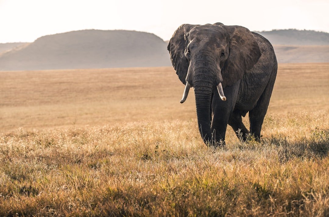 An elephant in the Lewa conservancy in Kenya is lit by the soft light of dawn.