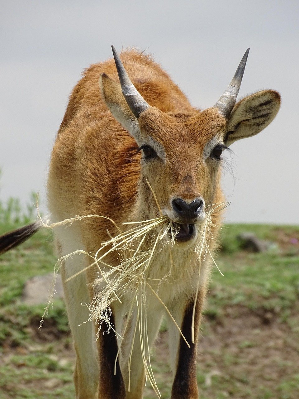 lechwe, marsh antelope, male, young male, africa, antelope, wildlife, nature, mammal, animal portrait, karfu, swamp bog antelope, safari, lechwee, bots wanna, horns, water antelope, bog antelopes, antelope bull