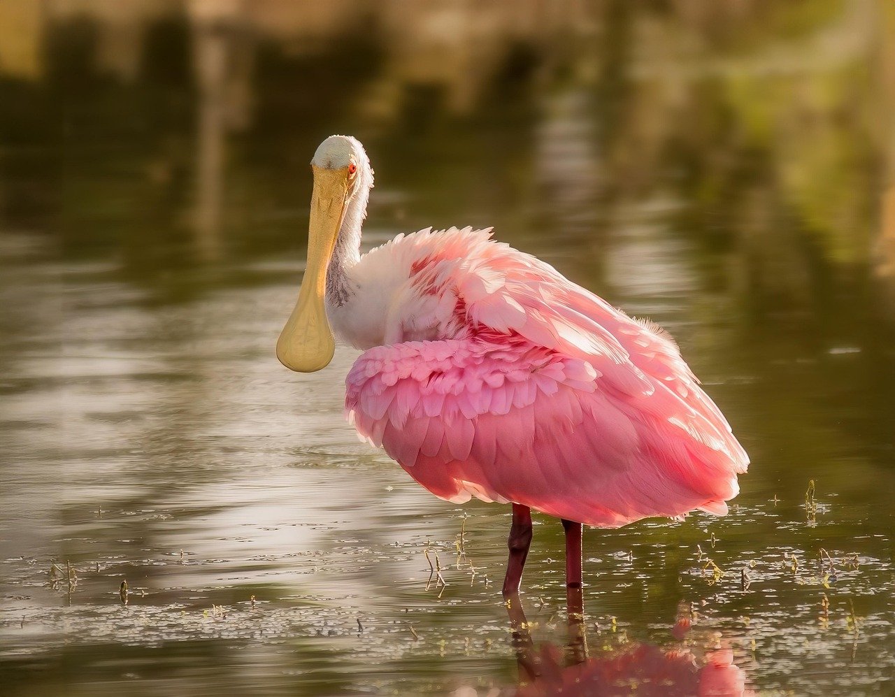 spoonbill, bird, nature, wildlife, bill