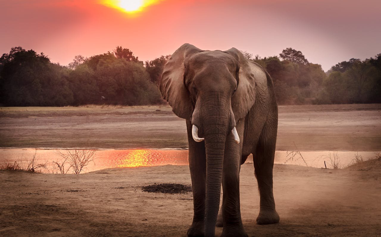 A stunning portrait of an African elephant at sunset near a serene riverbank.